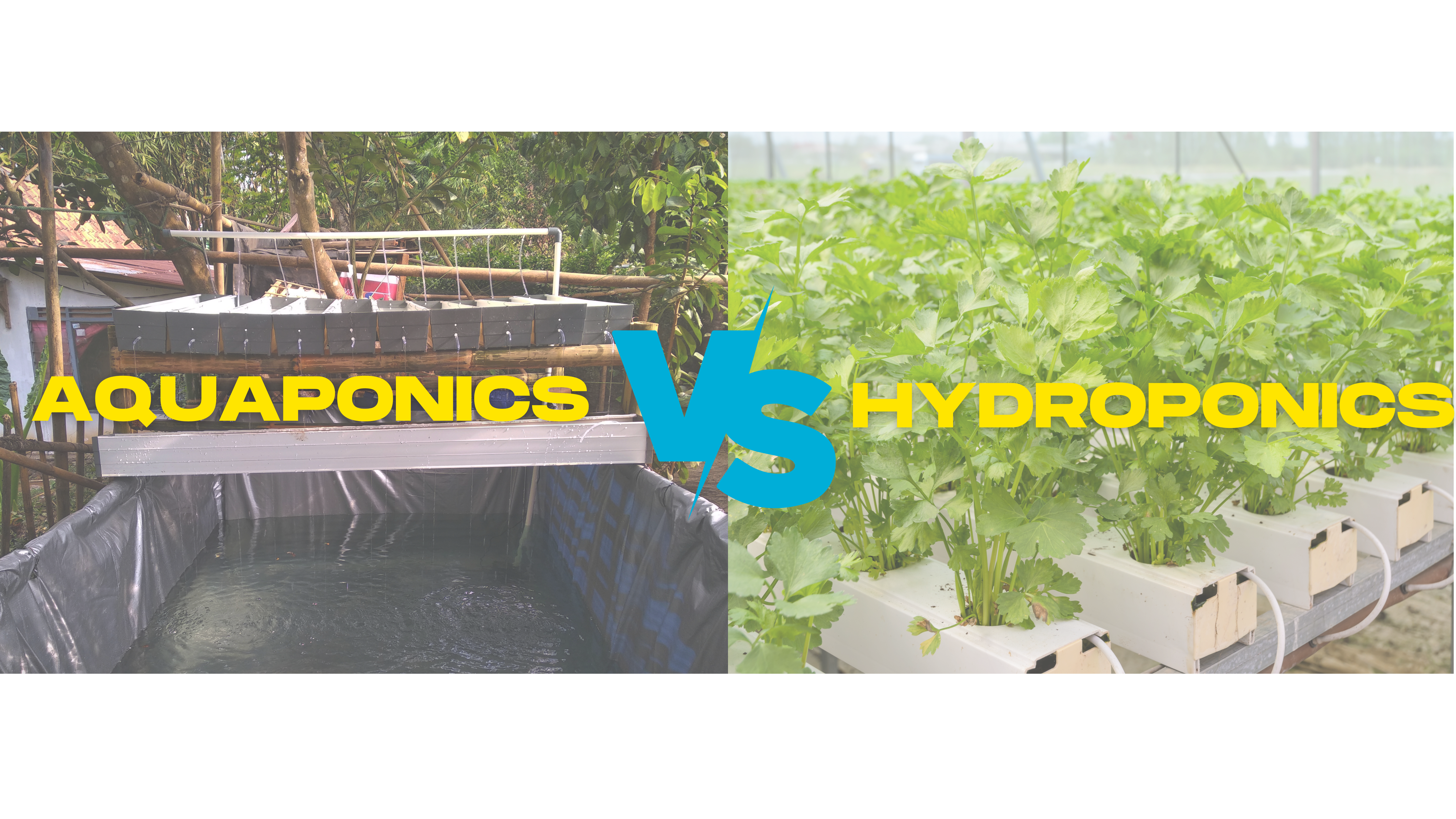 aquaponics vs hydroponics - learn regenerative agriculture