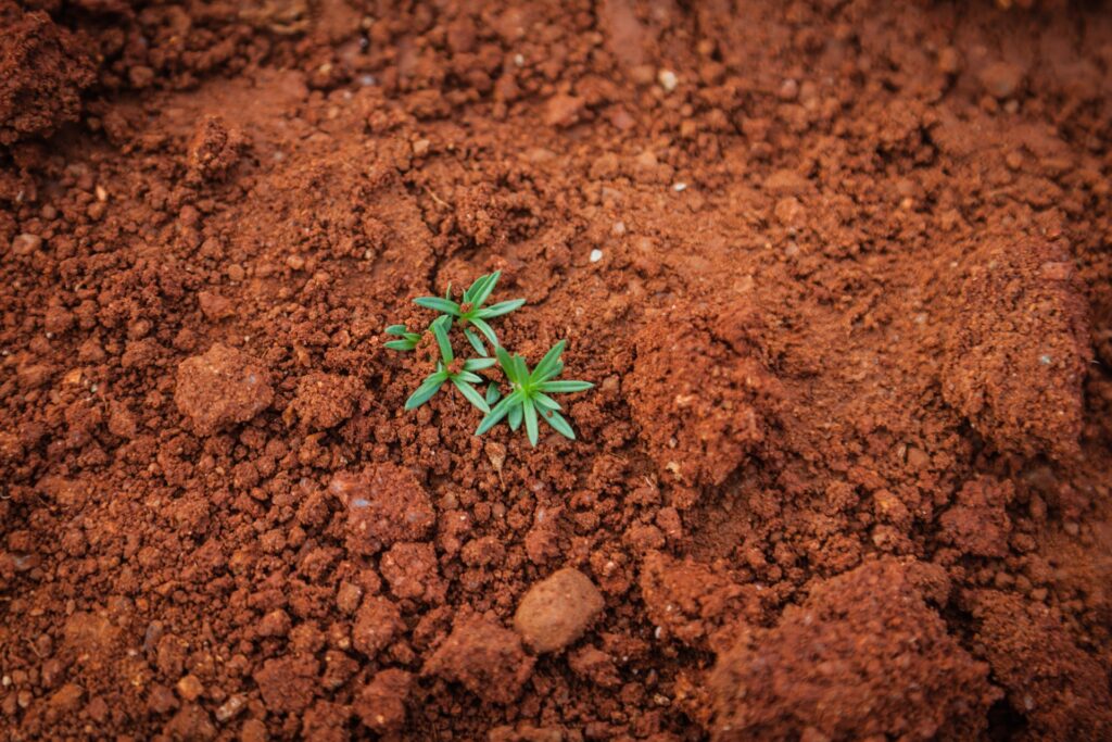 soil and plant - regenerative agriculture arizona